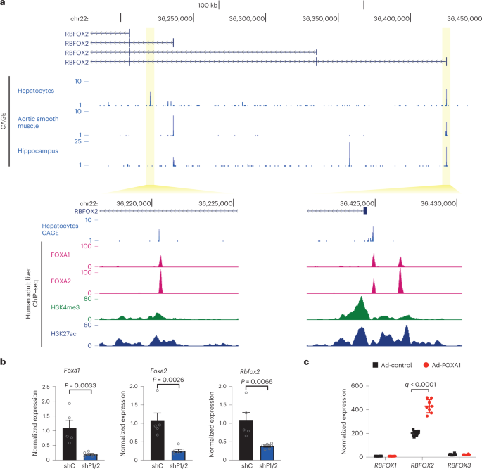 Fig. 6: Transcriptional regulation of Rbfox2 in the liver.