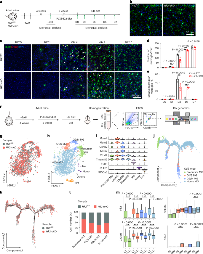 Dual roles of hexokinase 2 in shaping microglial function by gating  glycolytic flux and mitochondrial activity | Nature Metabolism