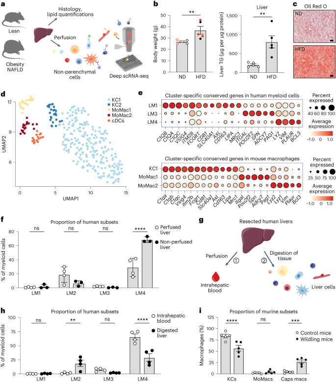 Fig. 2: Human–mouse conservation of the LM cell populations.