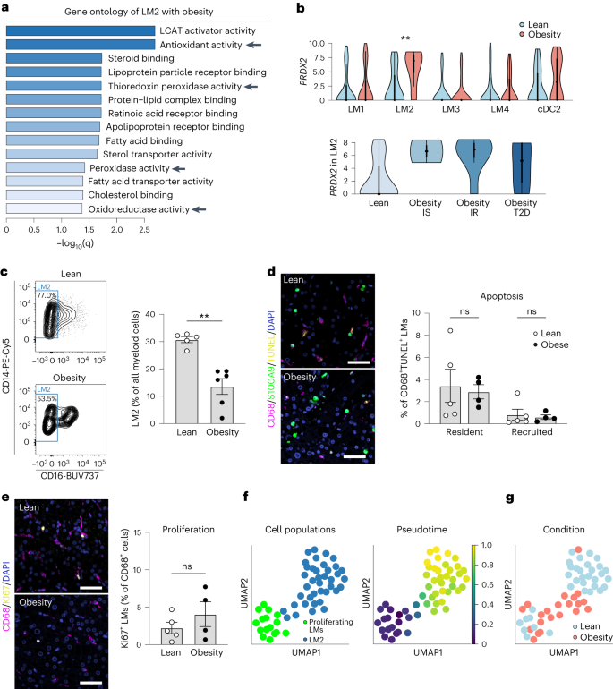 Fig. 4: A distinct population of LM cells expresses increased levels of antioxidative genes.