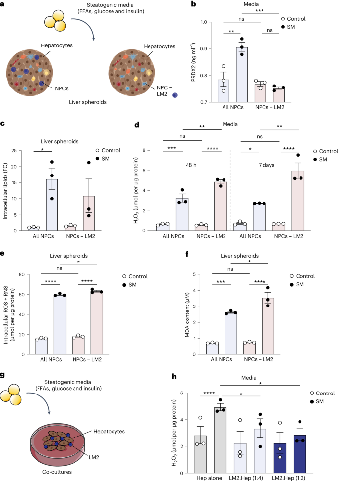 Fig. 5: LM2 is protective by reducing oxidative stress associated with obesity.