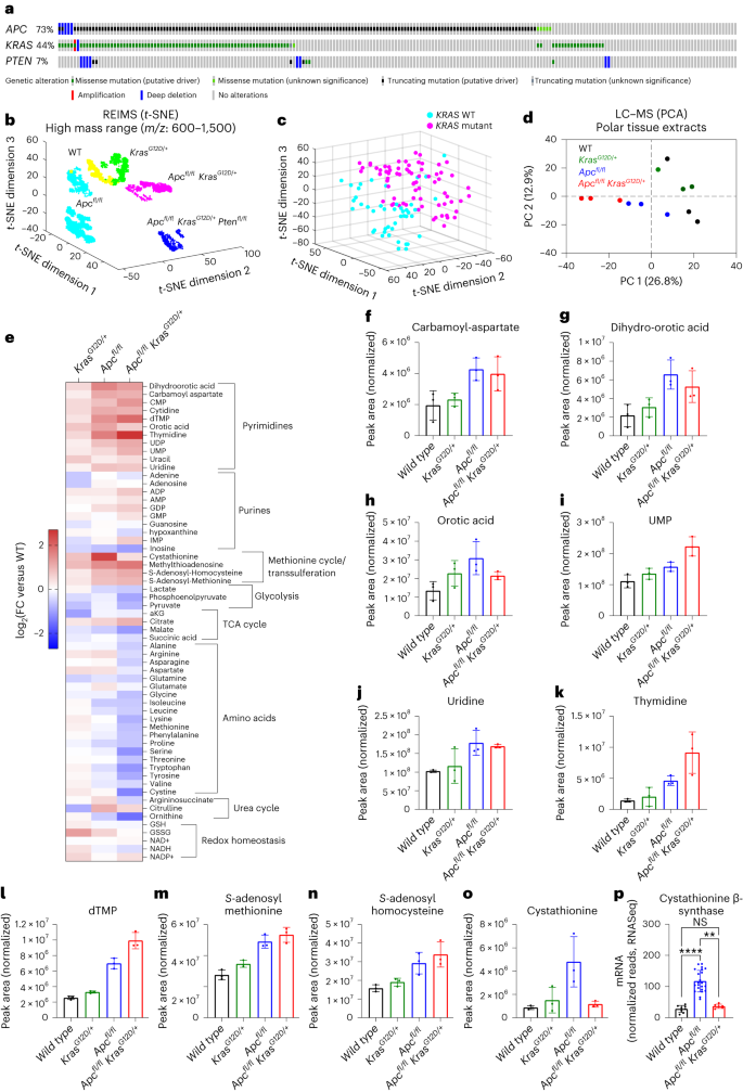 Fig. 1: Stratification of genetically engineered mouse models of intestinal hyperproliferation by metabolic profiling.