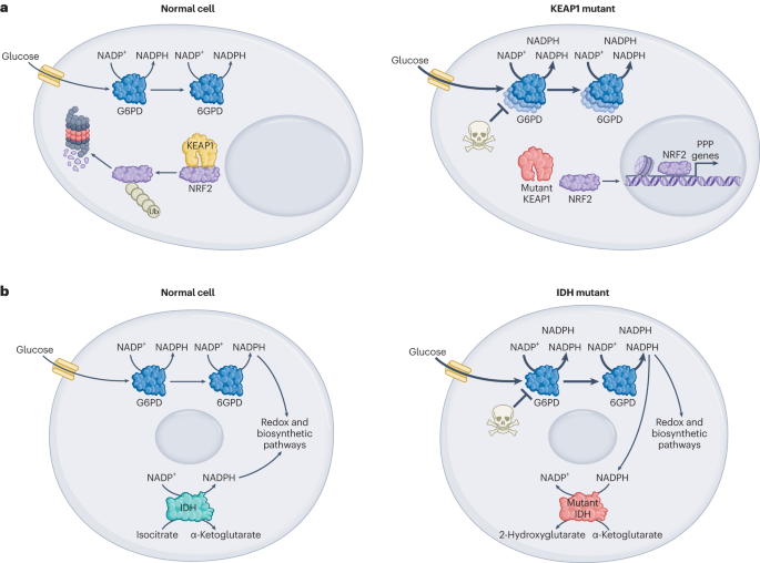 The pentose phosphate pathway in health and disease | Nature Metabolism