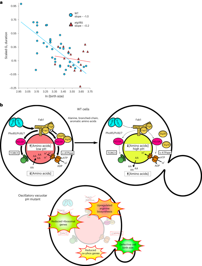 Fig. 7: Cell cycle-linked vacuolar pH dynamics contribute to cell size control.