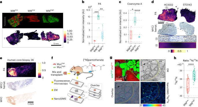 Fig. 2: Pantothenic acid correlates with MYC expression in mammary tumors.