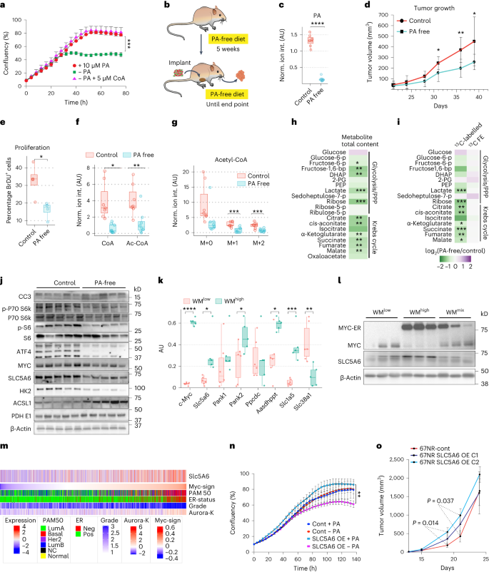 Fig. 4: Tumors are dependent on pantothenic acid, whose import is regulated by MYC through SLC5A6 expression.