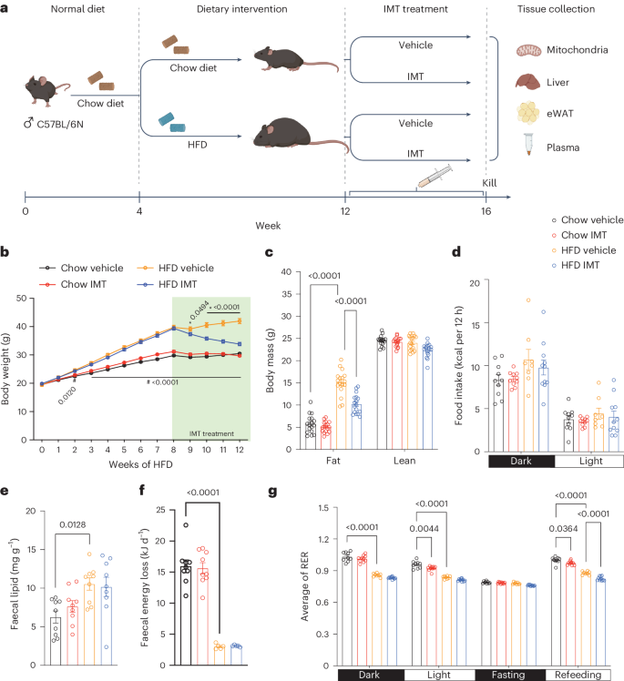 新薬候補がマウスの肥満を逆転(New drug candidate reverses obesity in mice)