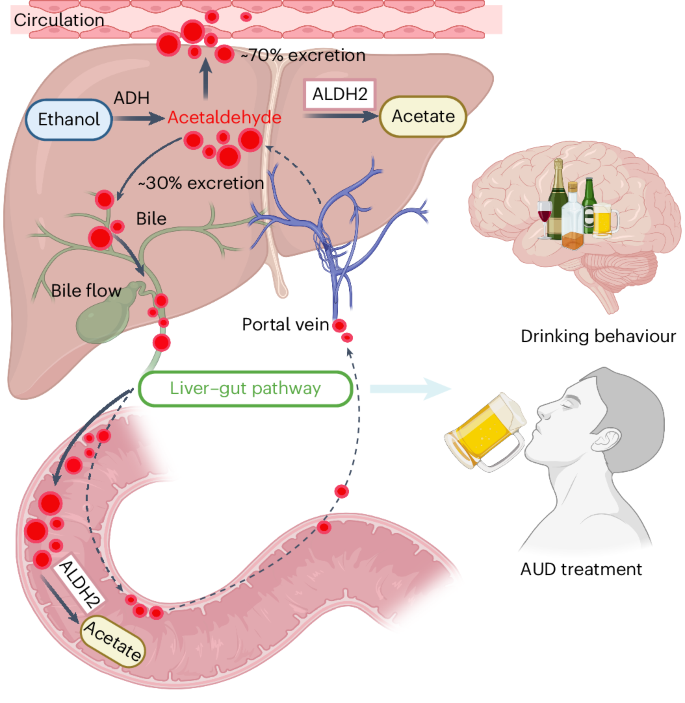 glutathione alcohol detoxification Coordinated action of a gut–liver pathway drives alcohol detoxification and  consumption