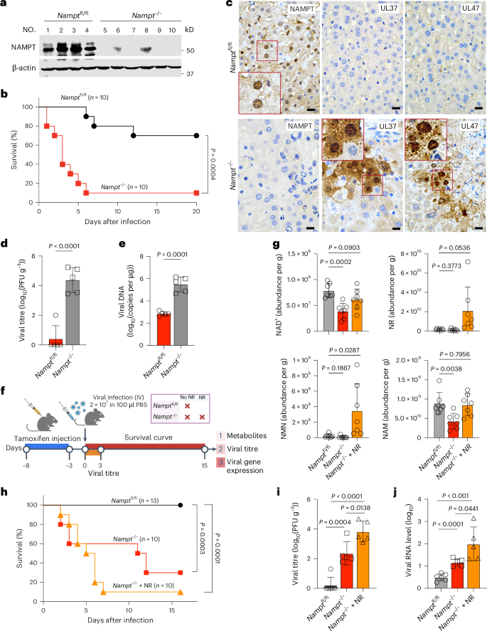 glutathione hsv2 Cryptic phosphoribosylase activity of NAMPT restricts the virion incorporation of viral proteins