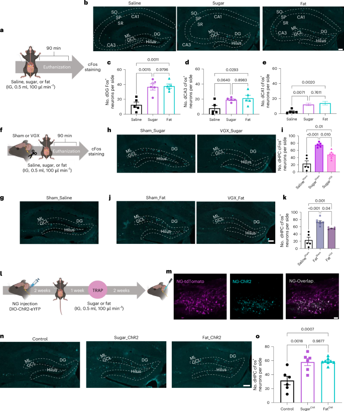 Fig. 1: Dorsal hippocampus encodes gut-derived nutrient signals through a vagal pathway.