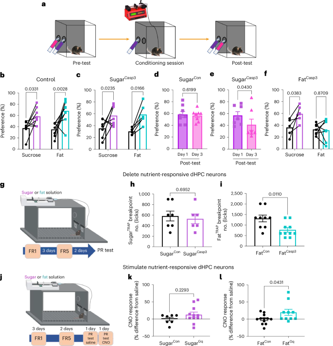 Fig. 5: Fat-responsive dHPC neurons promote fat reinforcement.