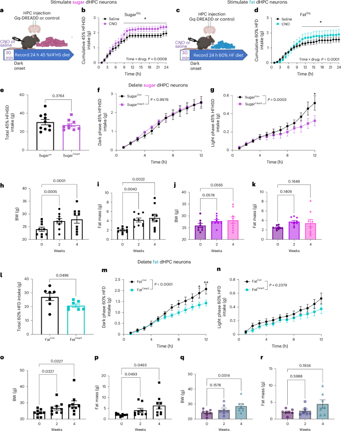 Fig. 6: Sugar-responsive dHPC neurons promote food intake.