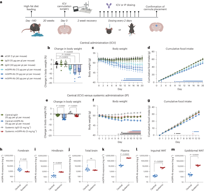 Fig. 1: Anti-GIPR antibody administration to the brain reduces body weight and food intake in obese mice.