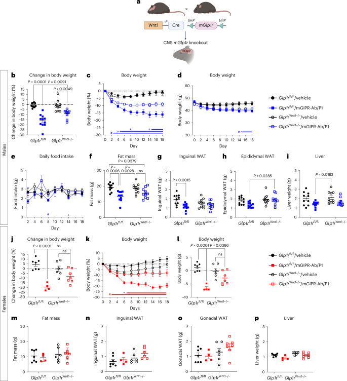 Fig. 5: Weight loss generated by the mGIPR-Ab/GLP-1 peptide–antibody conjugate is dependent on GLP-1R activity in the CNS.