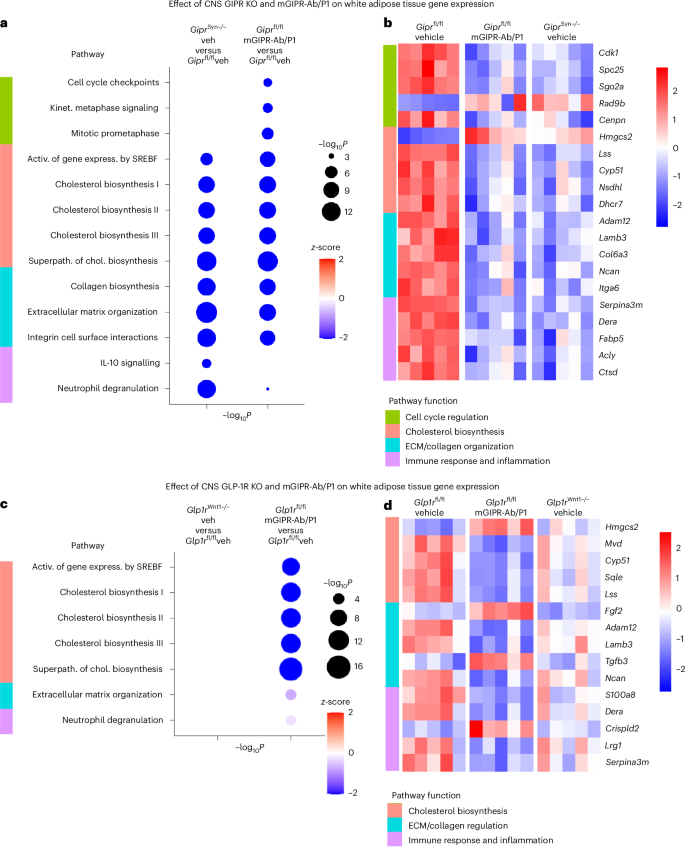 Fig. 6: mGIPR-Ab/P1 peptide–antibody conjugate treatment and CNS GIPR KO result in gene expression profile changes in WAT.