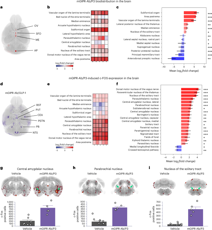 Fig. 7: mGIPR-Ab/P3 peptide–antibody conjugate is measurable in CVOs in the brain and induces c-Fos in the central nucleus of the amygdala, parabrachial nucleus and nucleus of the solitary tract.