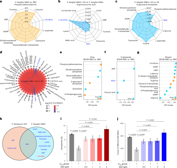 Fig. 2: KD and βOHB reprogram the energy metabolic processes of P. berghei ANKA and P. falciparum 3D7 parasites.