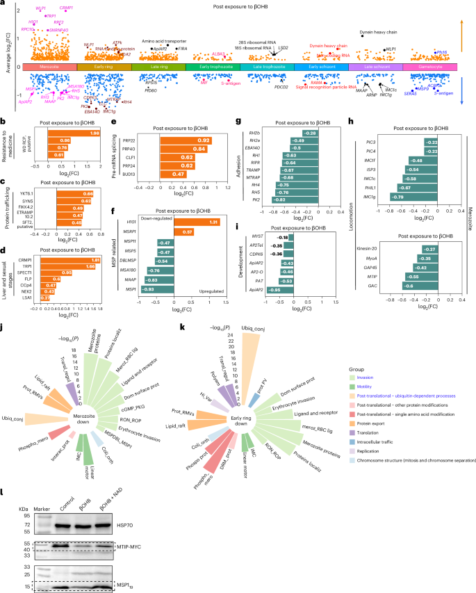 Fig. 4: βOHB disrupted transcriptional processes in P. falciparum 3D7 parasites.