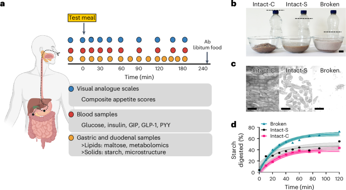 Fig. 1: Overview of study design and test meals.