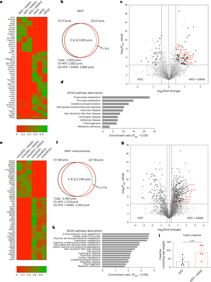Fig. 4: Proteomic analysis of whole tissue and isolated mitochondria from iWAT to SANA.