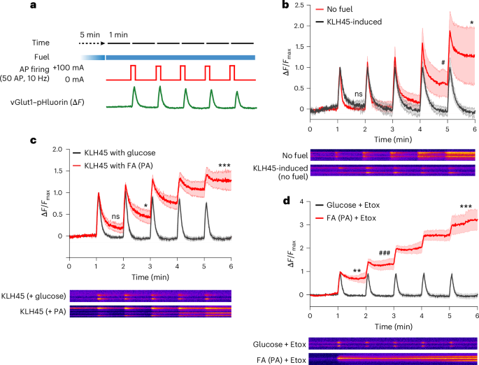 Fig. 4: LD-induced neurons exhibit improved synaptic endurance.