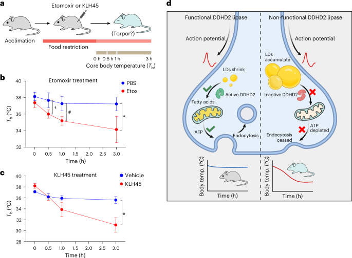 Fig. 5: Inhibition of lipolysis in the brain induces torpor.