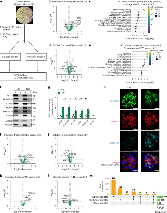 Fig. 1: Insoluble mitochondrial proteins are enriched in human islets from donors with T2D.