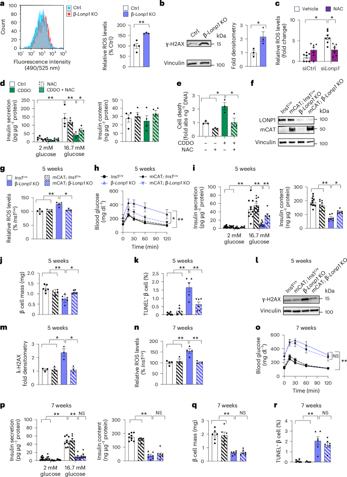 Fig. 4: Genetic or pharmacological free radical scavengers provide transiently improved cell survival after LONP1 deficiency in mouse and human islets.