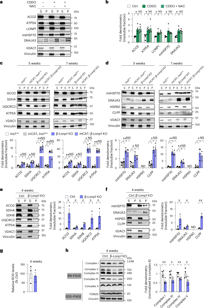 Fig. 5: Mitochondrial protein misfolding is not ameliorated by antioxidants and precedes the appearance of oxidative stress after LONP1 deficiency.