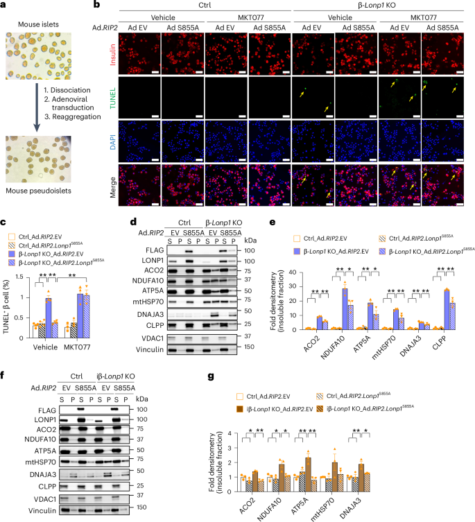 Fig. 6: LONP1-mtHSP70 chaperone activity promotes β cell survival by relieving mitochondrial protein misfolding.