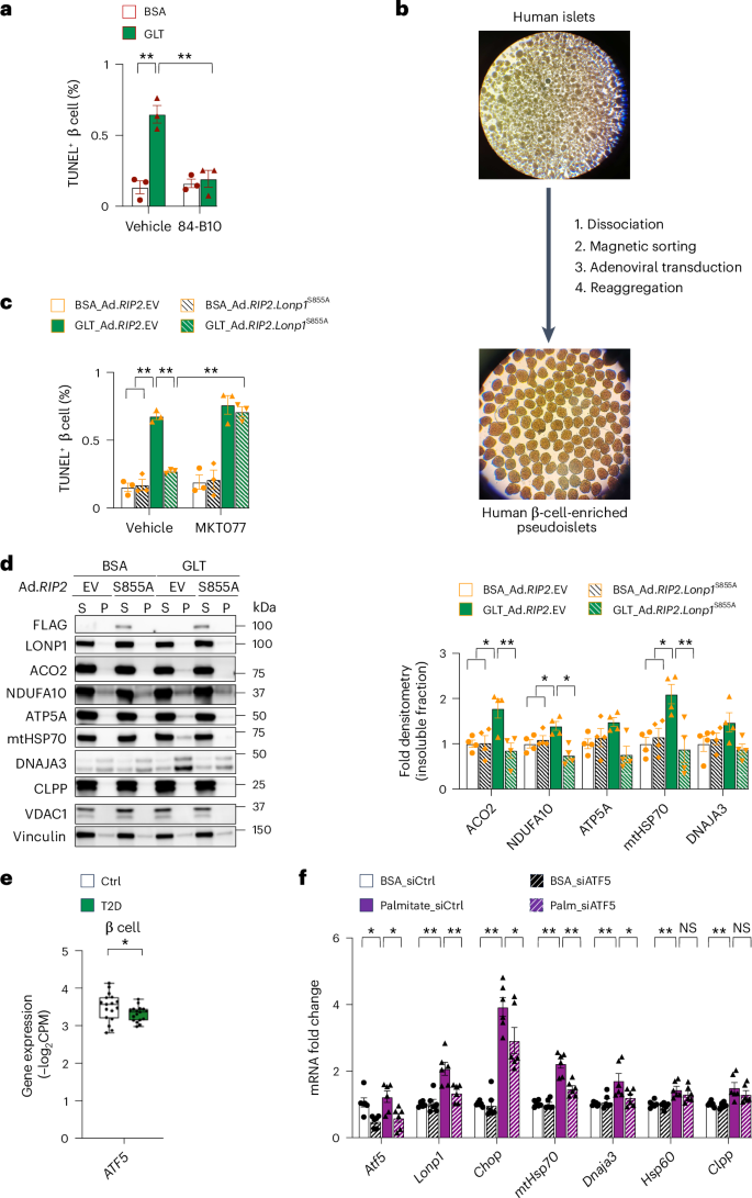 Fig. 7: LONP1 promotes human β cell survival and is transcriptionally regulated by ATF5 after GLT.