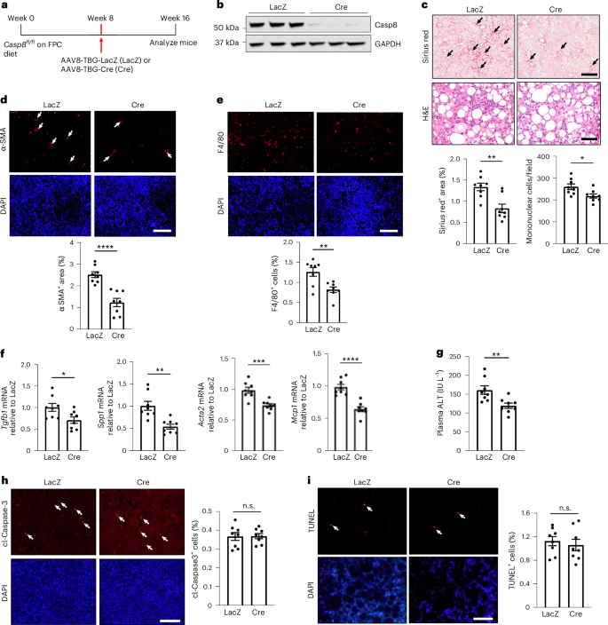 Fig. 1: Deletion of hepatocyte caspase-8 in diet-induced MASH decreases liver fibrosis without blocking hepatocyte apoptosis.