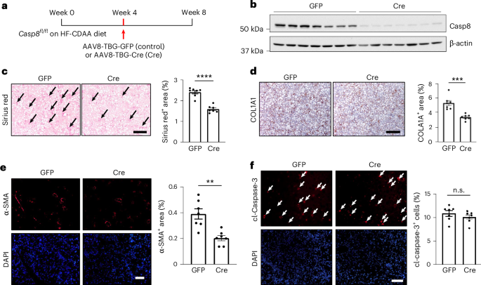 Fig. 2: Deletion of hepatocyte caspase-8 in experimental steatohepatitis decreases liver fibrosis without blocking hepatocyte apoptosis.