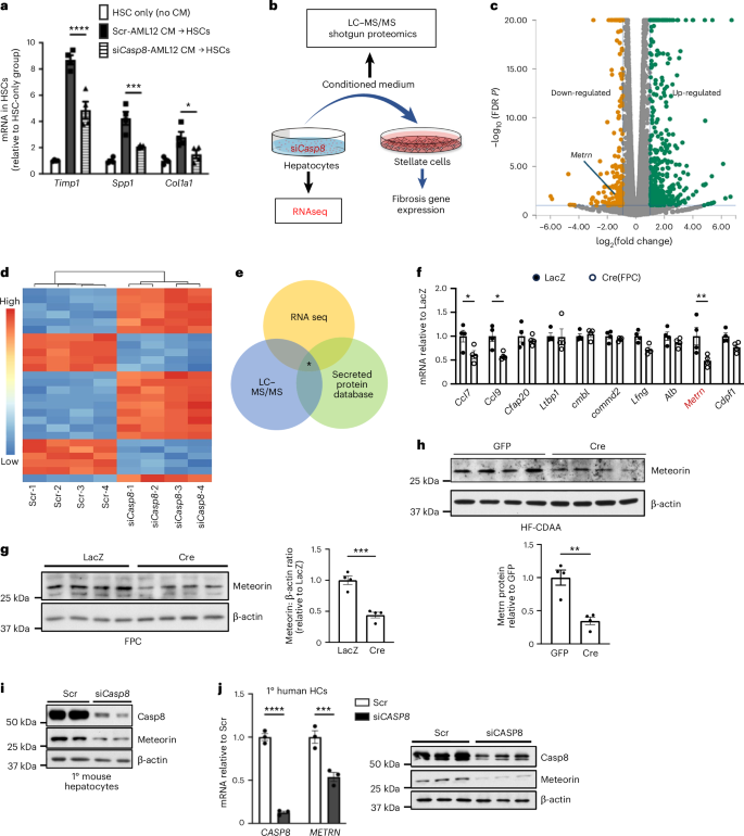 Fig. 3: Deletion of caspase-8 in hepatocytes blunts HSC activation ex vivo, which is linked to decreased meteorin expression.