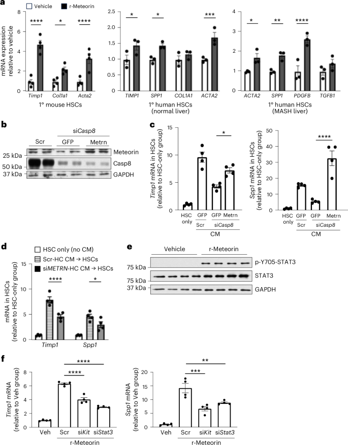 Fig. 4: Recombinant meteorin activates hepatic stellate cells.