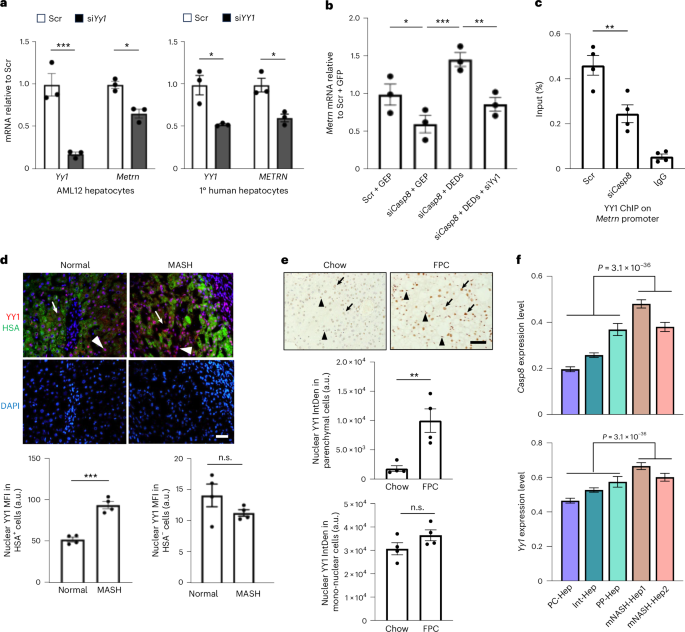 Fig. 5: YY1 mediates meteorin induction downstream of caspase-8.