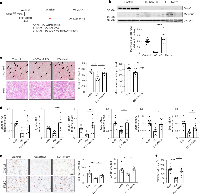 Fig. 7: Hepatocyte meteorin promotes MASH fibrosis.