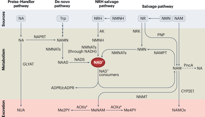 NAD+ precursor supplementation in human ageing: clinical evidence and  challenges | Nature Metabolism