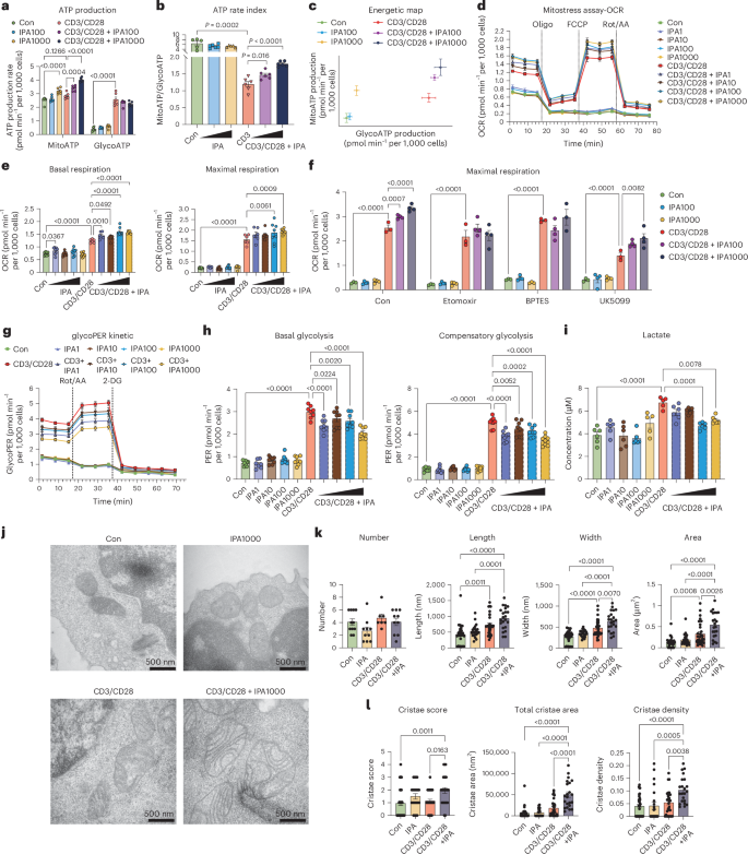 Fig. 2: IPA inhibits glycolysis and boosts the mitochondrial respiration of mouse CD4+ T cells through FAO and AAO.