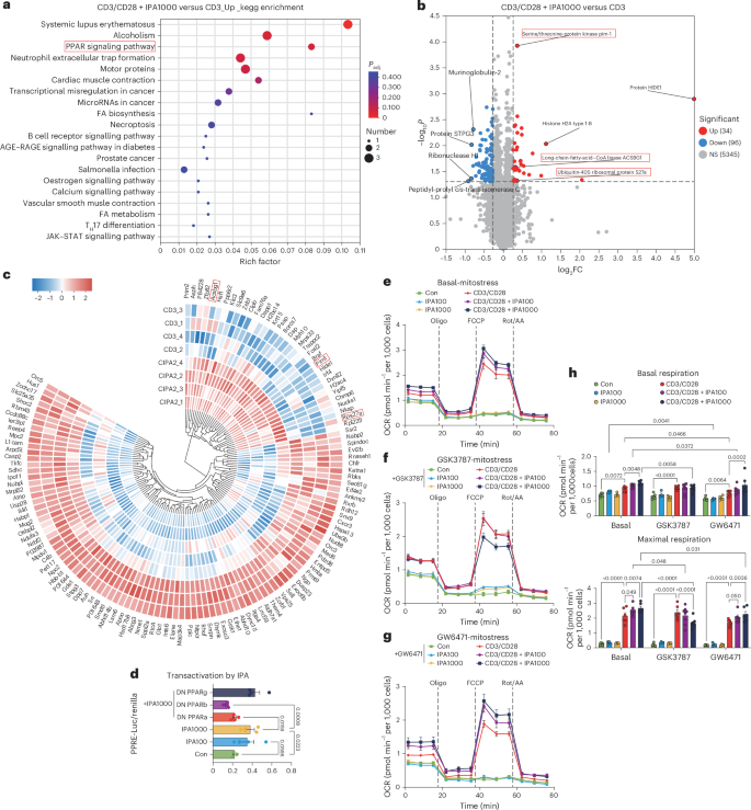 Fig. 3: IPA increases mitochondria OxPhos via PPARβ/δ signalling pathway.