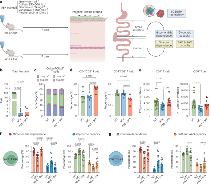 Fig. 6: IPA alters energy metabolism of CD4+ T cell towards mitochondria respiration in vivo.