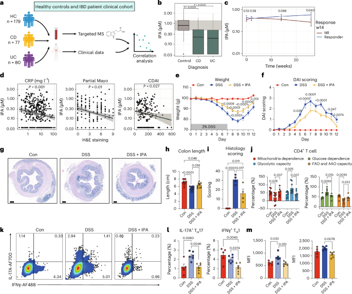 Fig. 7: IPA protects from colitis and rewires the energy metabolism and phenotype of colonic CD4+ T cells during inflammation.