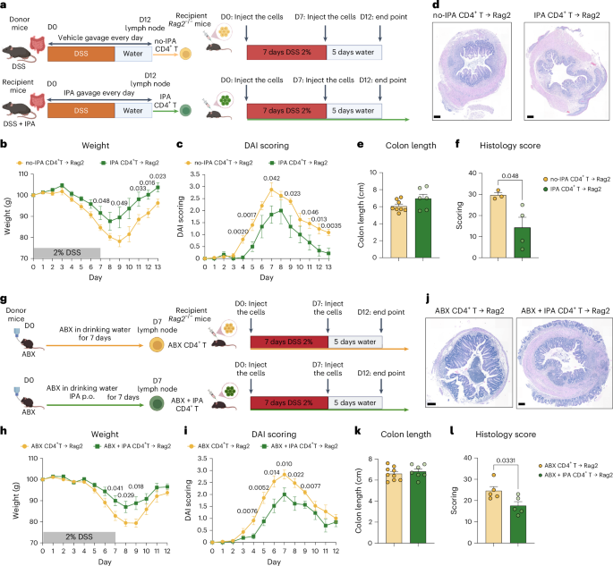 Fig. 8: Anti-inflammatory effect of IPA in colitis model in vivo are mediated by CD4+ T cells.