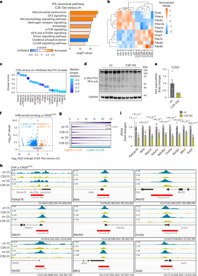 Fig. 1: Cachexia reduces PKA activity and impairs CREB1-mediated transcription of mitochondria-related genes in skeletal muscle.