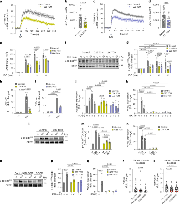 Fig. 2: Pro-cachectic TCM impairs cAMP/CREB1 signalling in myotubes.