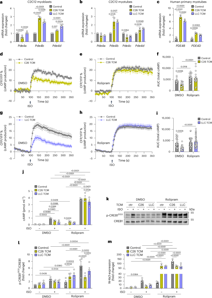 Fig. 3: TCM impairs cAMP signalling in myotubes through a PDE4-dependent mechanism.