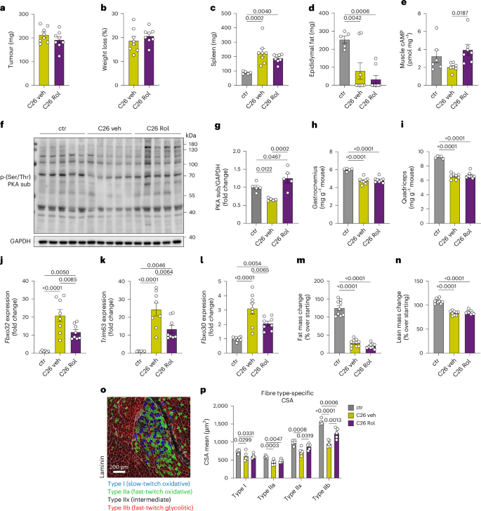 Fig. 4: PDE4 targeting mitigates muscle wasting in C26-bearing mice.