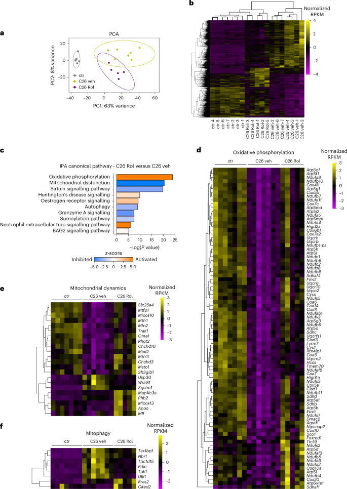 Fig. 5: PDE4 targeting restores mitochondrial- and oxidative metabolism-related gene expression in skeletal muscle from cachectic mice.