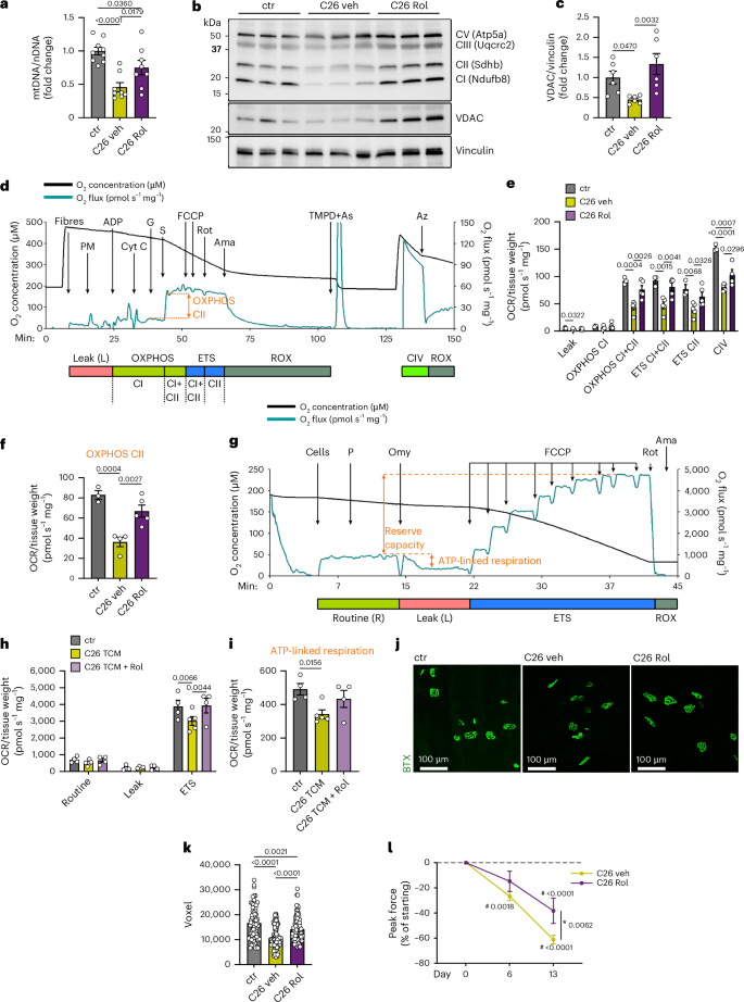 Fig. 6: Inhibition of PDE4 counteracts mitochondrial and oxidative metabolic dysfunction in muscles of cachectic mice.