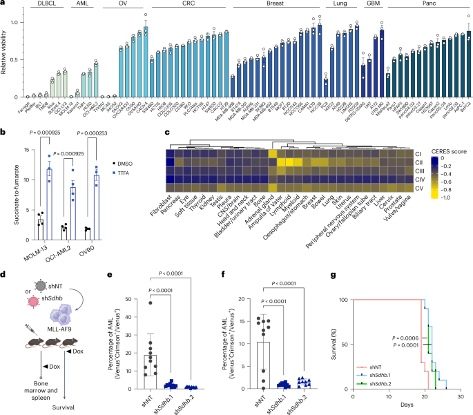 Fig. 2: Complex II is essential for AML.